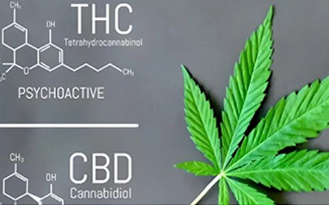 依利特参与起草的工业大麻团体标准已经实施了！